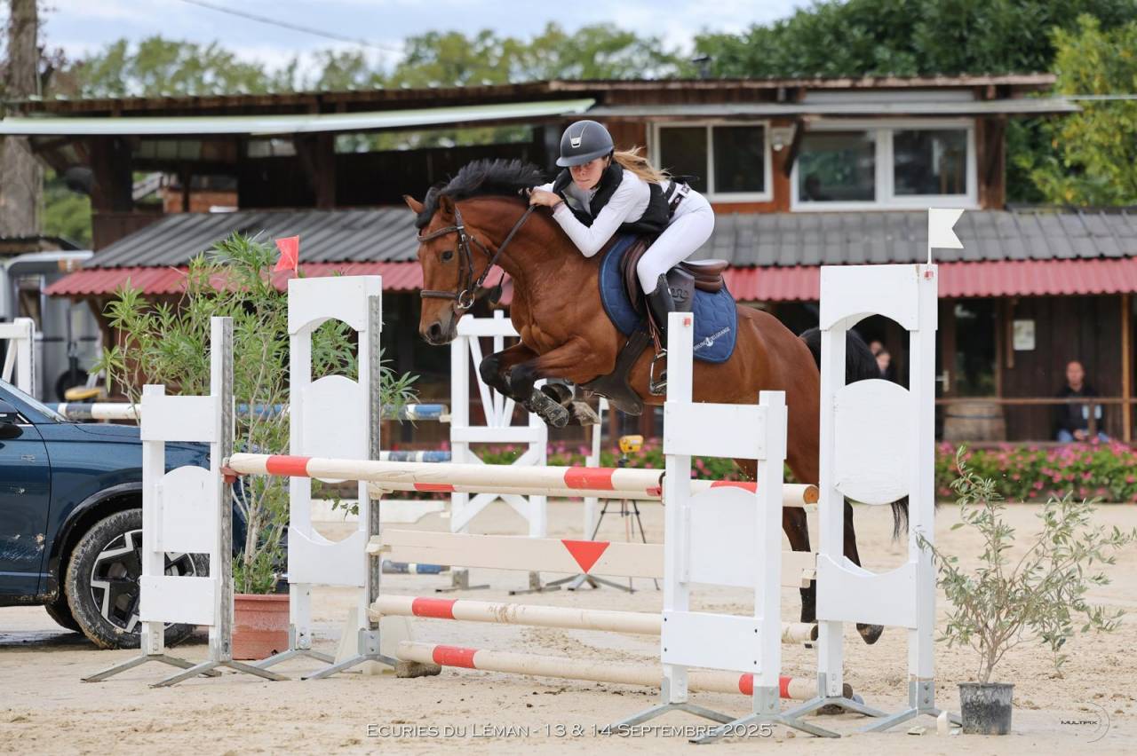 Castrone PFS Pony Francese da Sella In vendita 2020 Baio