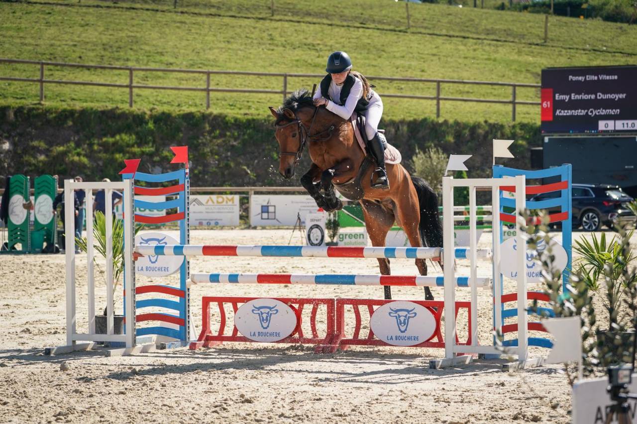 Castrone PFS Pony Francese da Sella In vendita 2020 Baio