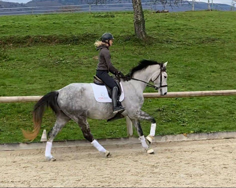 Cavalla Hanovrien In vendita 2021 Grigio
