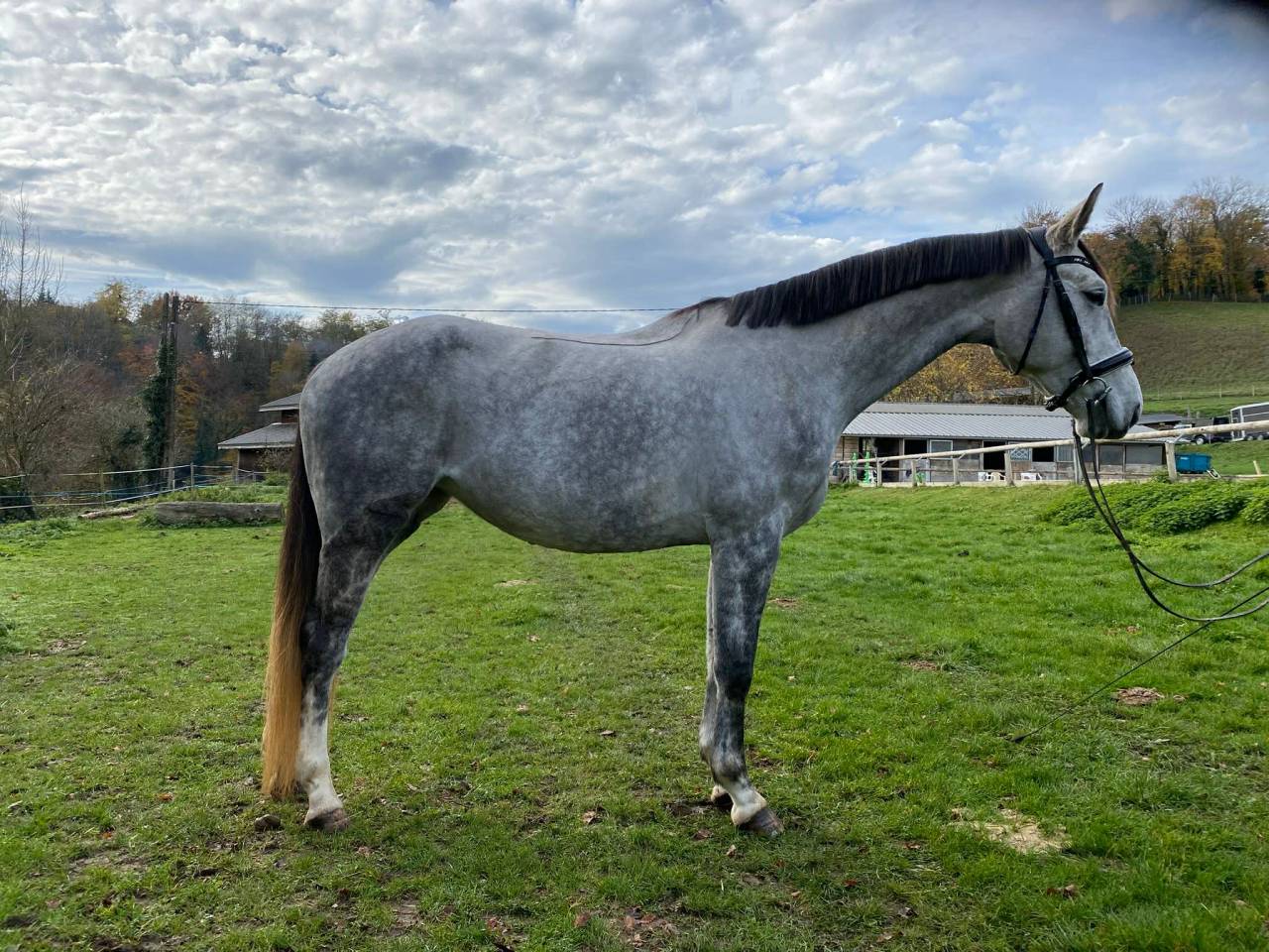 Cavalla Hanovrien In vendita 2021 Grigio