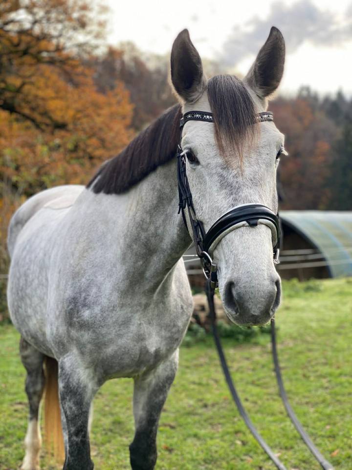 Cavalla Hanovrien In vendita 2021 Grigio