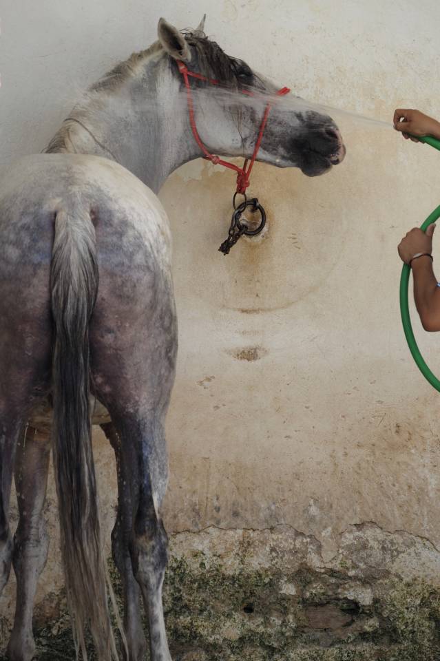 Centro ippico Noleggio Taranto