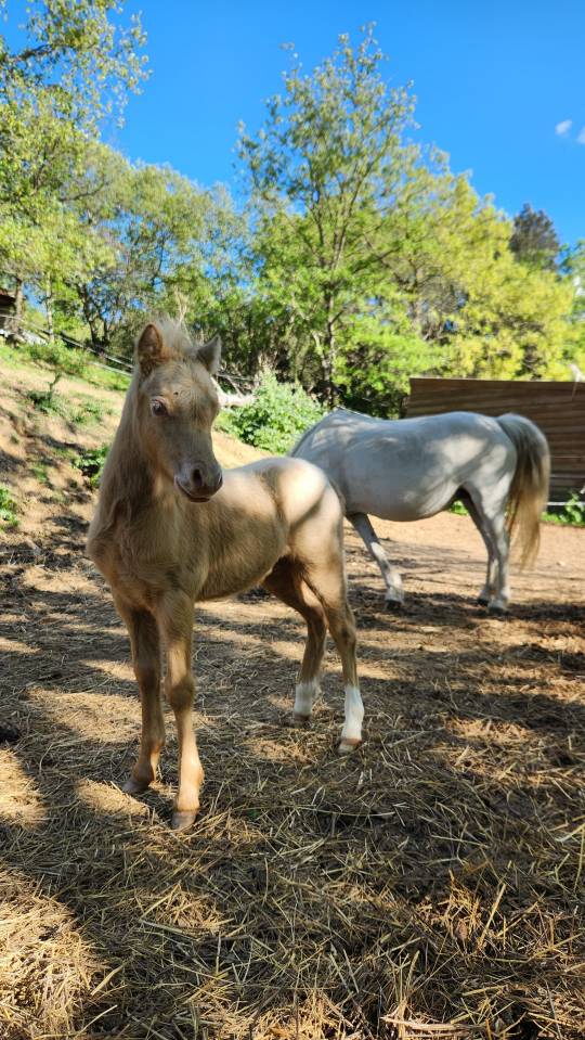 Puledro Welsh Poney (Sezione A) In vendita 2026 Cremello