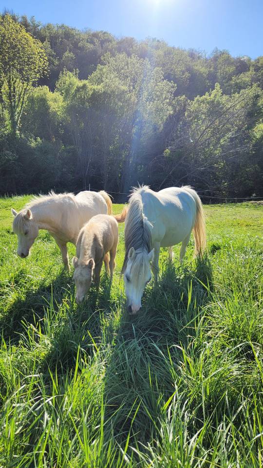 Puledro Welsh Poney (Sezione A) In vendita 2026 Cremello
