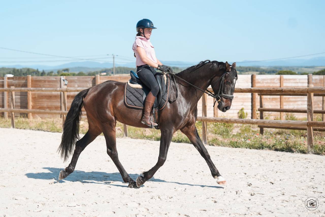 Cavalla KWPN Cavallo da Sport Neerlandese In vendita 2020 Baio
