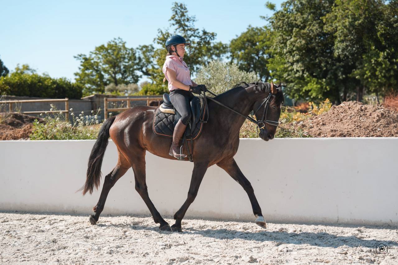 Cavalla KWPN Cavallo da Sport Neerlandese In vendita 2020 Baio