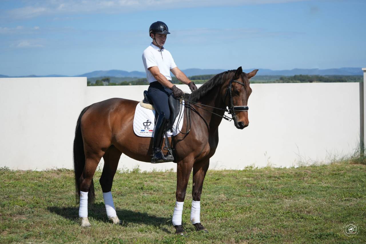 Cavalla Hanovrien In vendita 2016 Baio
