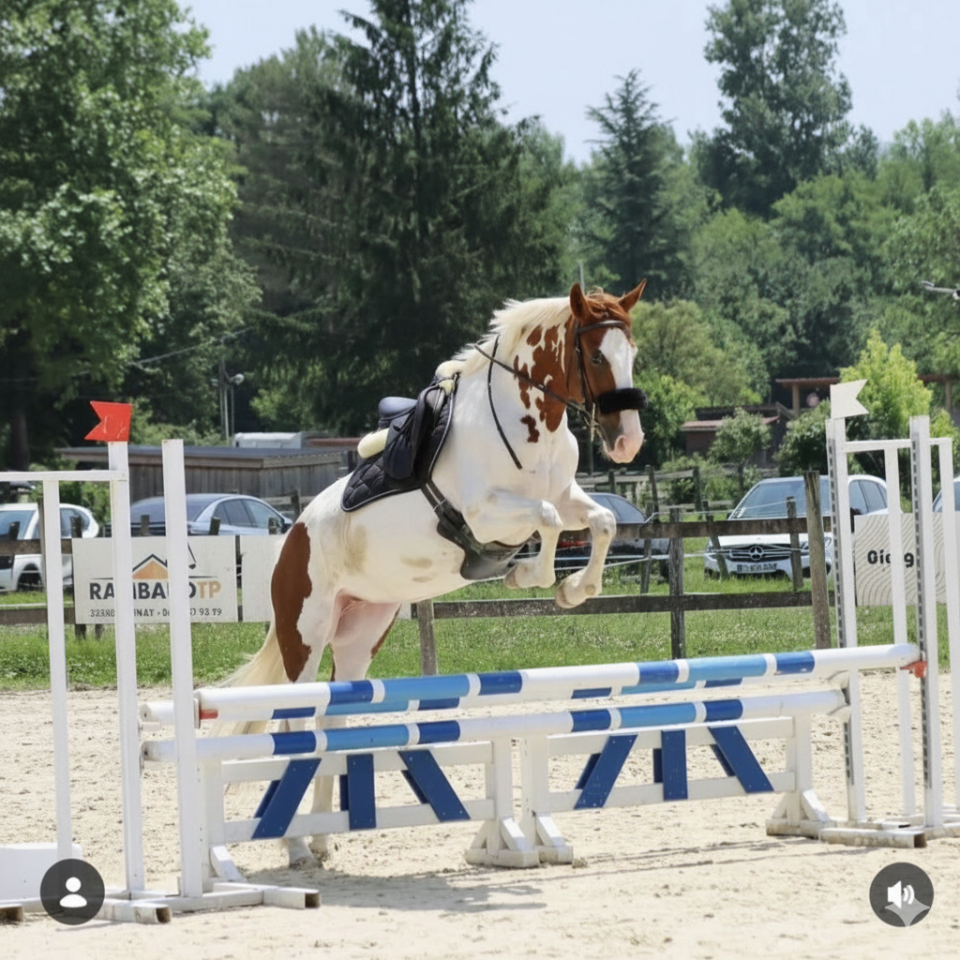 Cavalla Sella Francese In vendita 2018 Pezzato