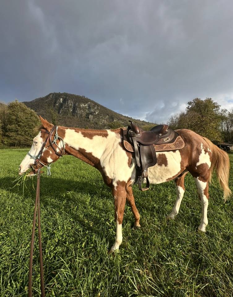 Castrone Paint Horse