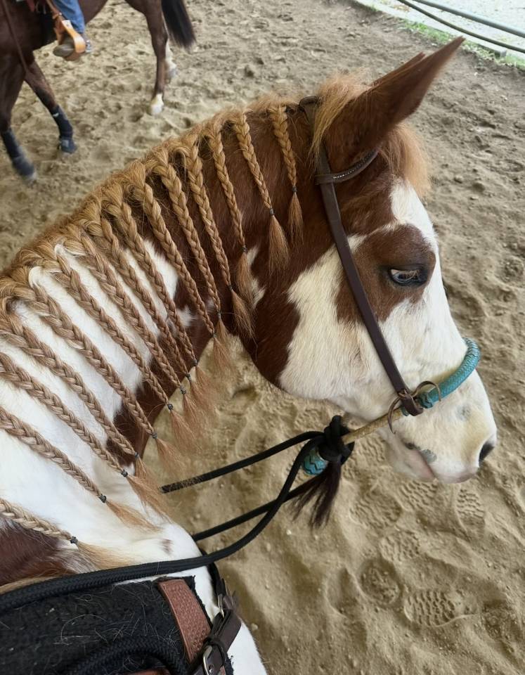 Castrone Paint Horse