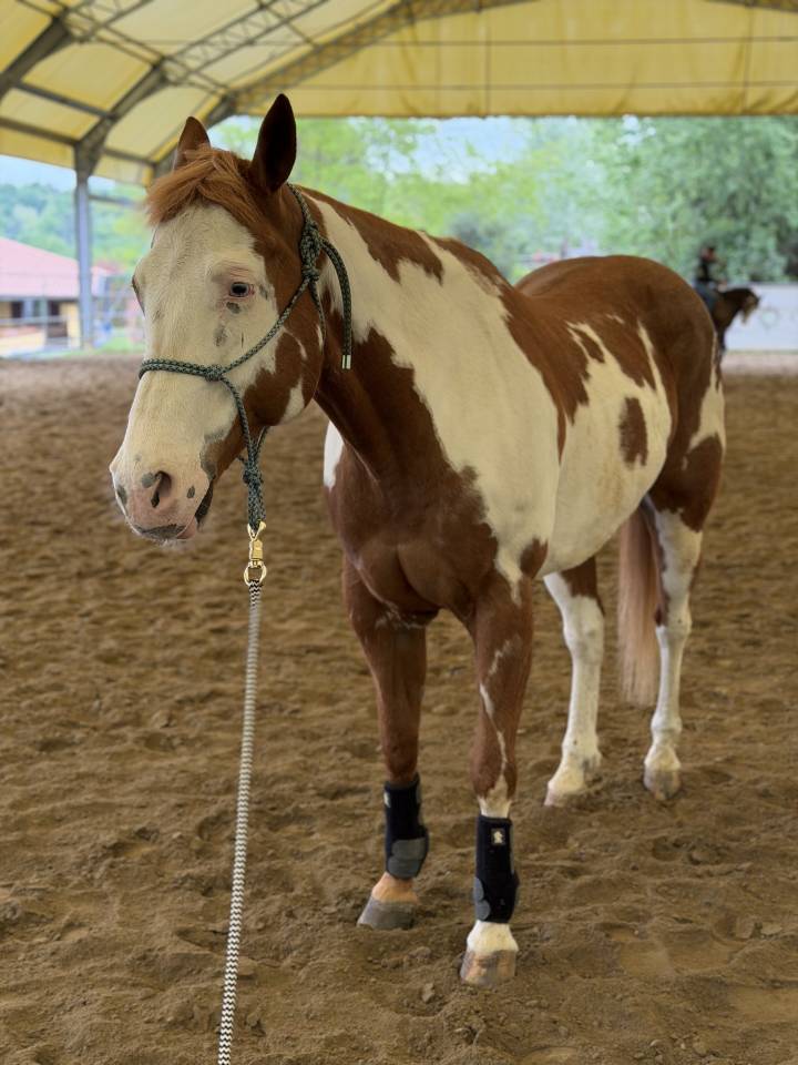 Castrone Paint Horse