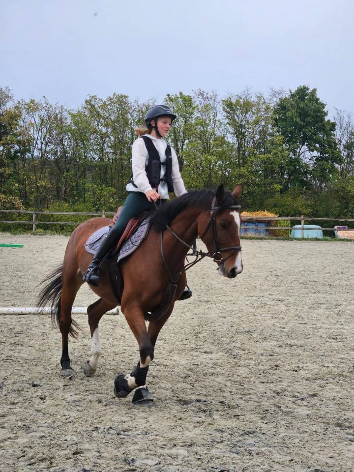 Cavalla KWPN Cavallo da Sport Neerlandese In vendita 2020 Baio ,  DARIUS DU KASAI