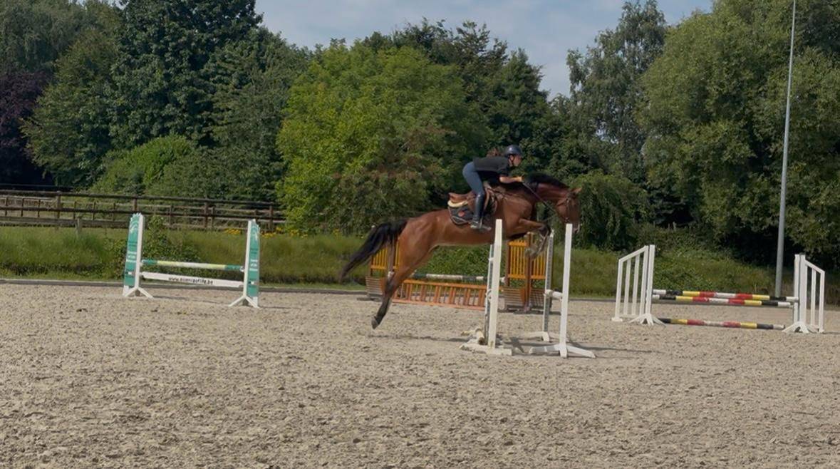 Cavalla KWPN Cavallo da Sport Neerlandese In vendita 2020 Baio ,  DARIUS DU KASAI