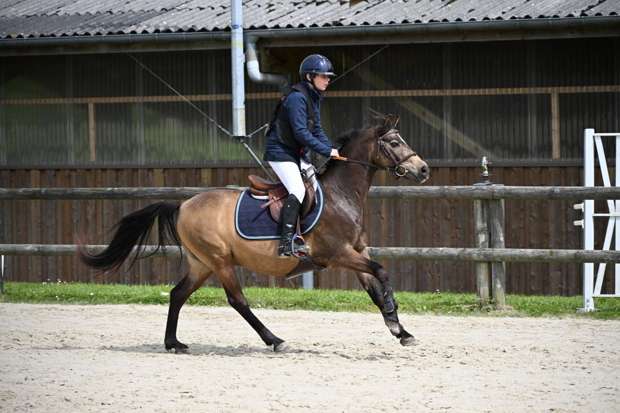 Castrone PFS Pony Francese da Sella In vendita 2013 Isabella ,  VIERSEN K