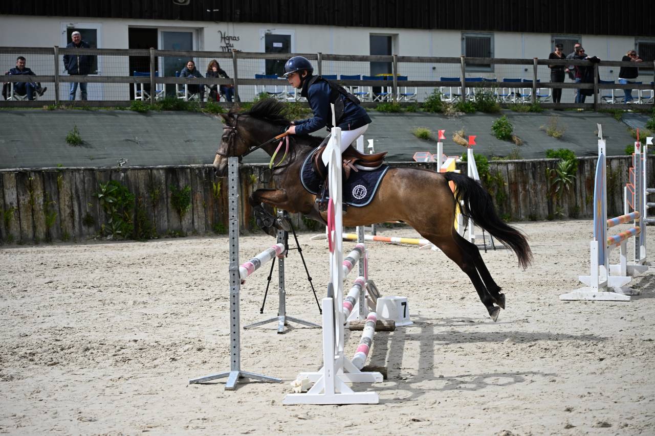 Castrone PFS Pony Francese da Sella In vendita 2013 Isabella ,  VIERSEN K