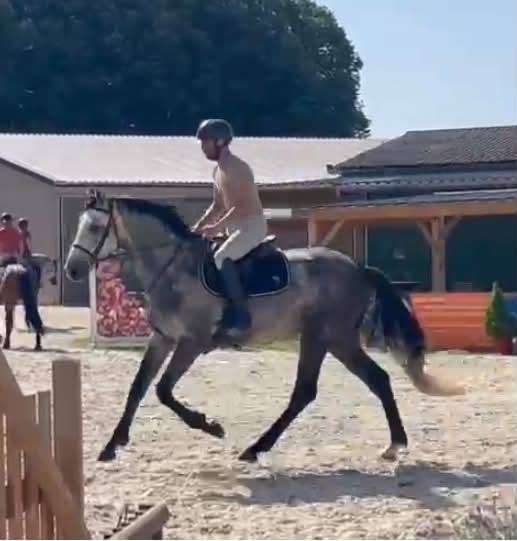 Intero Sella Francese In vendita 2022 Grigio