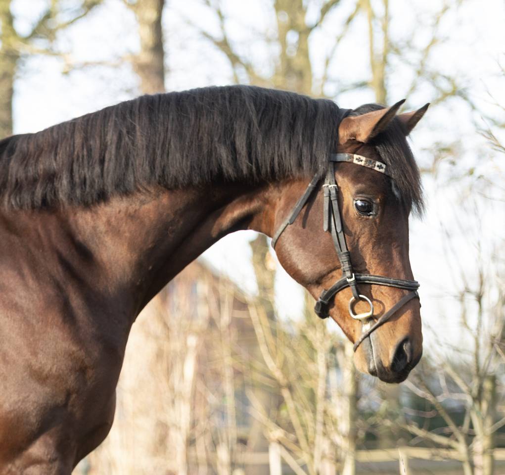 Intero KWPN Cavallo da Sport Neerlandese In vendita 2022 Scuro ,  Next Romancier