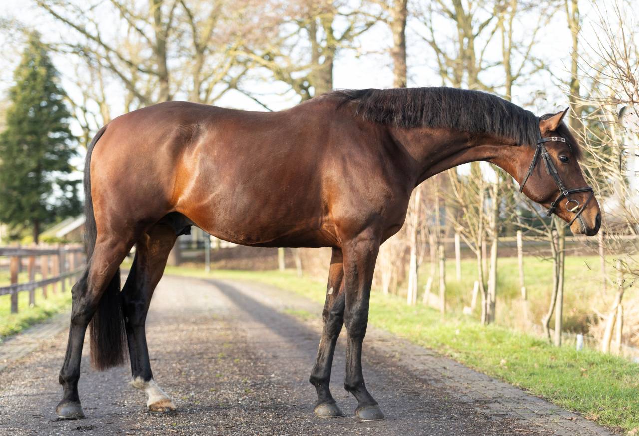Intero KWPN Cavallo da Sport Neerlandese In vendita 2022 Scuro ,  Next Romancier