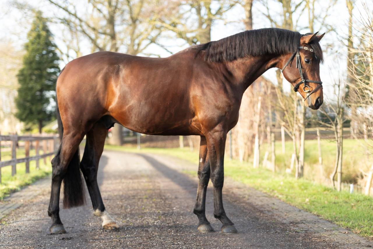 Intero KWPN Cavallo da Sport Neerlandese In vendita 2022 Scuro ,  Next Romancier