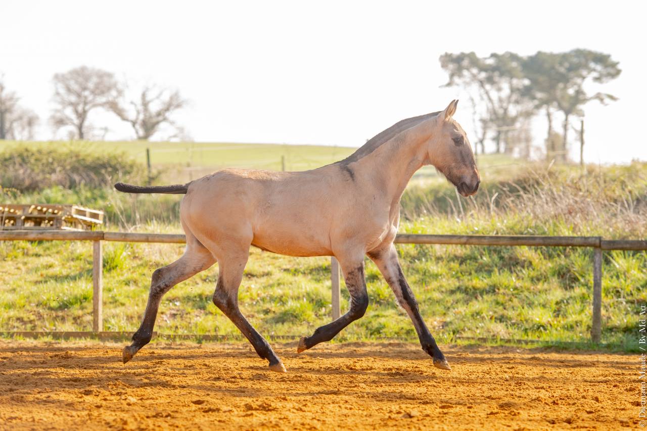 Puledro Lusitano In vendita 2025 Dun