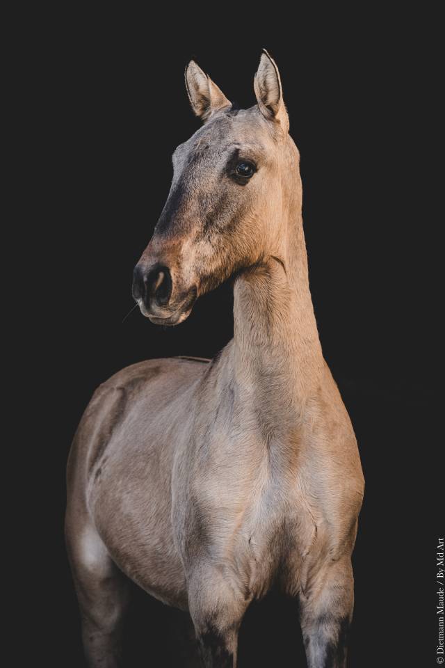 Puledro Lusitano In vendita 2025 Dun