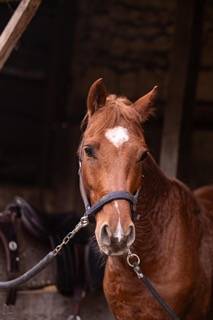 Castrone PFS Pony Francese da Sella In vendita 2019 Sauro ,  Mon Nantano de florys