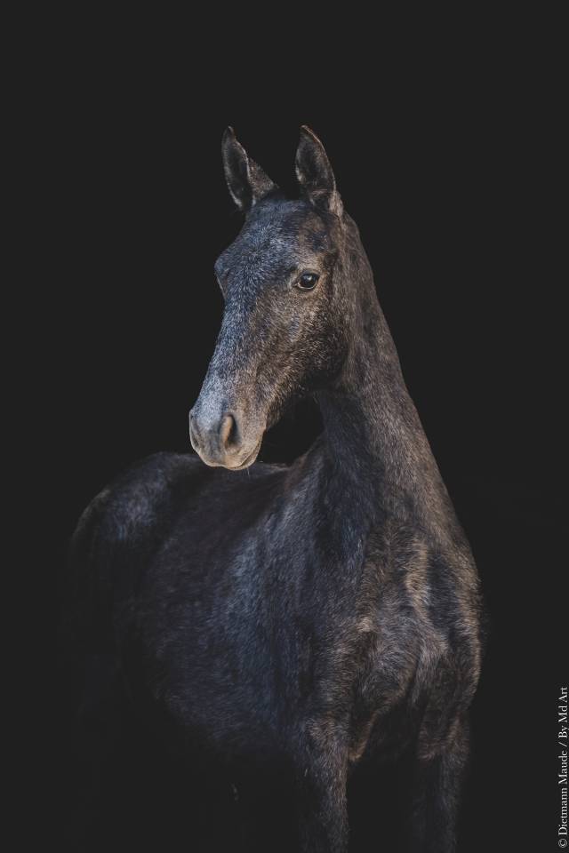Puledra Lusitano In vendita 2025 Grigio