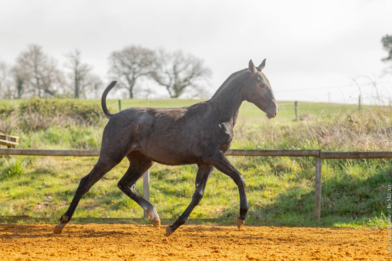 Puledra Lusitano In vendita 2025 Grigio