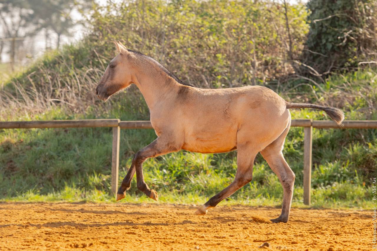 Puledra Lusitano In vendita 2025 Dun