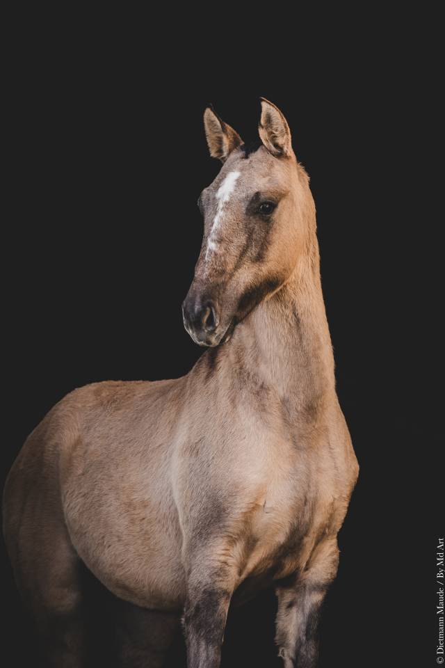 Puledra Lusitano In vendita 2025 Dun
