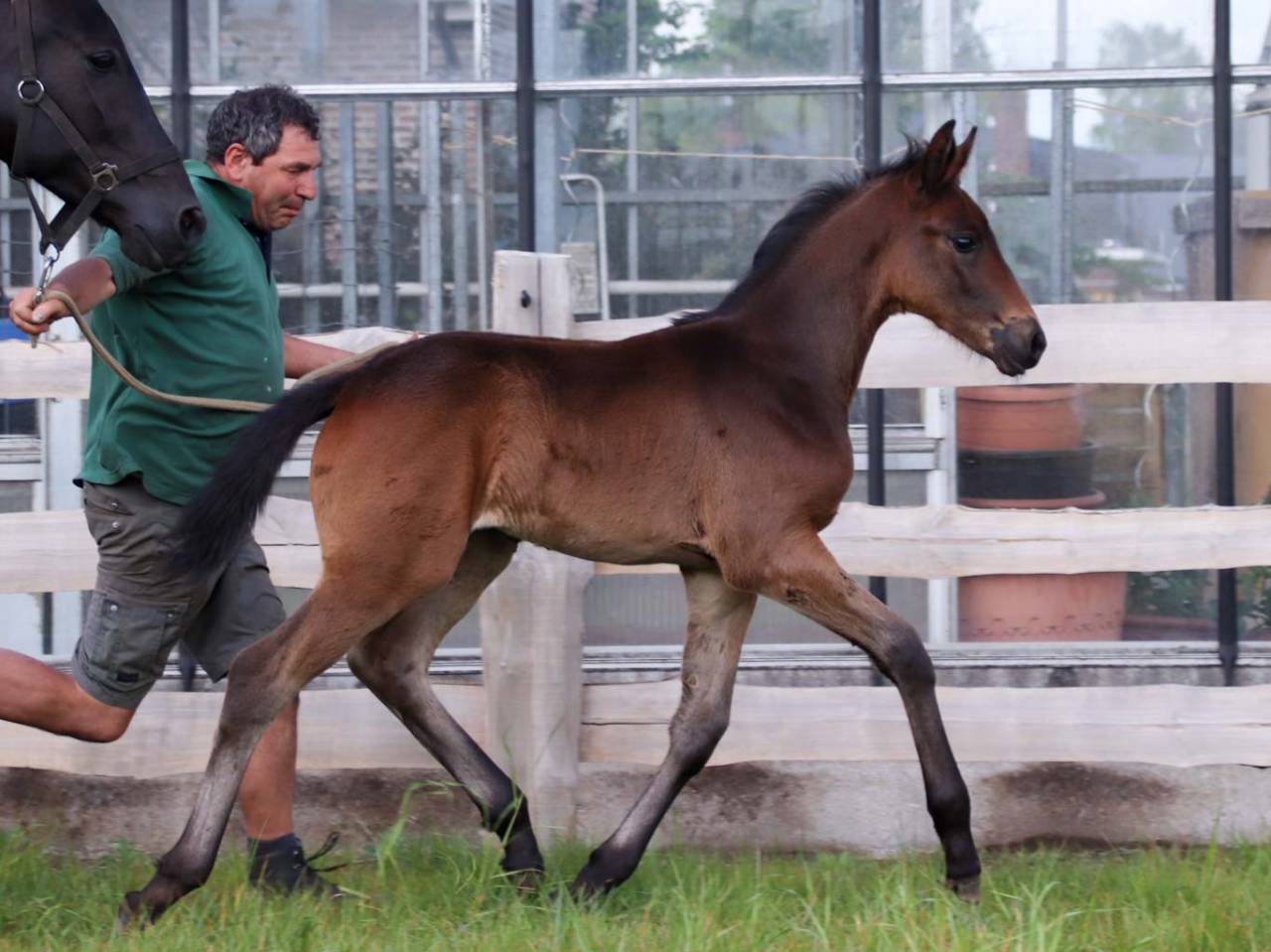 Puledra KWPN Cavallo da Sport Neerlandese In vendita 2026 Baio scuro ,  Roman empire