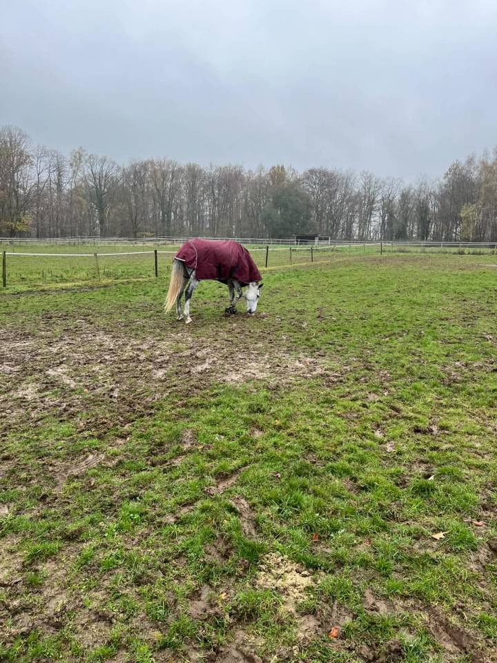 Castrone BWP Cavallo da Sangue Belgio In vendita 2020 Bianco ,  H-Ekwador