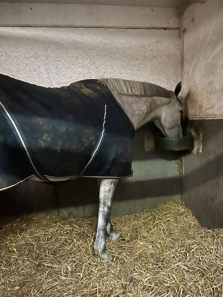 Castrone BWP Cavallo da Sangue Belgio In vendita 2020 Bianco ,  H-Ekwador