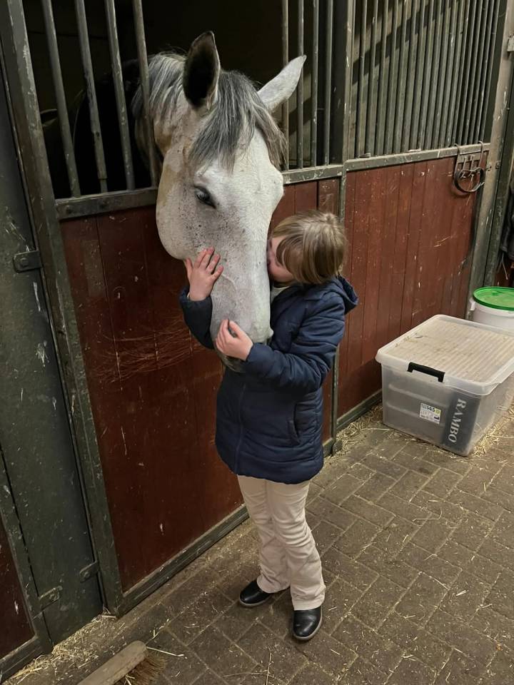 Castrone BWP Cavallo da Sangue Belgio In vendita 2020 Bianco ,  H-Ekwador