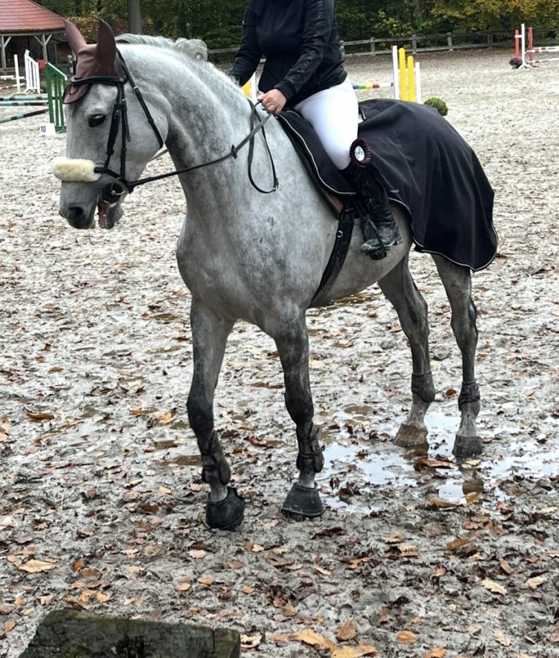 Castrone BWP Cavallo da Sangue Belgio In vendita 2020 Bianco ,  H-Ekwador
