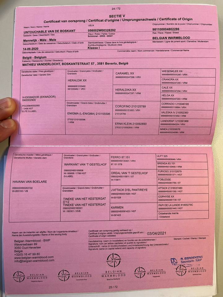 Castrone BWP Cavallo da Sangue Belgio In vendita 2020 Bianco ,  H-Ekwador