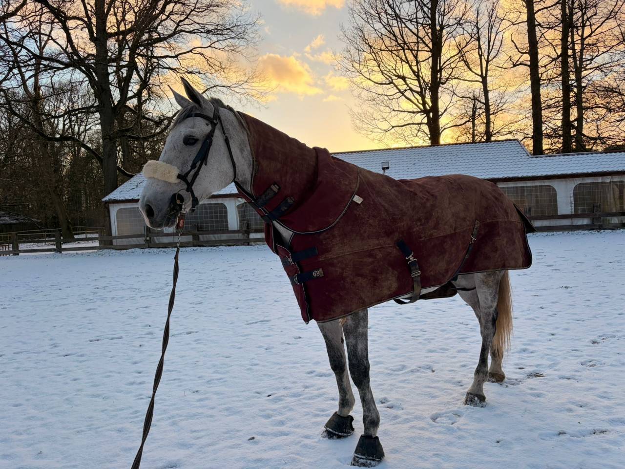 Castrone BWP Cavallo da Sangue Belgio In vendita 2020 Bianco ,  H-Ekwador