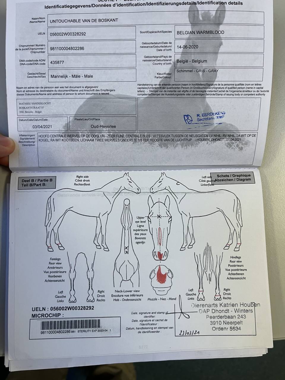 Castrone BWP Cavallo da Sangue Belgio In vendita 2020 Bianco ,  H-Ekwador