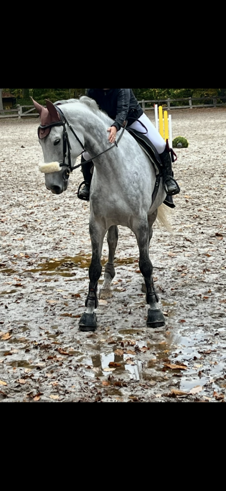 Castrone BWP Cavallo da Sangue Belgio In vendita 2020 Bianco ,  H-Ekwador