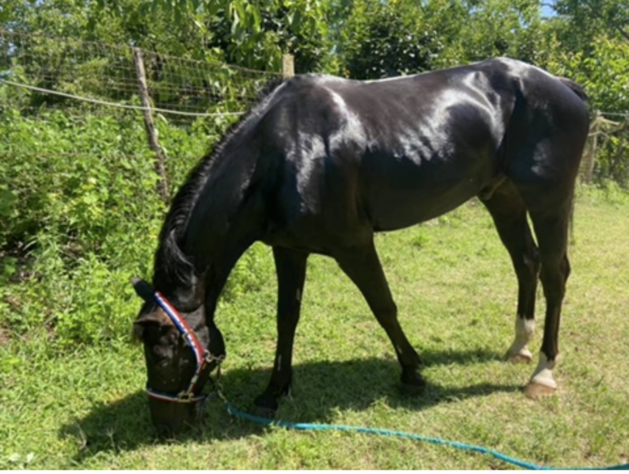 Pony da competizione 