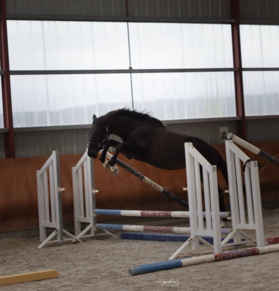 Castrone Sella Francese In vendita 2023 Nero ,  BALOU DU ROUET