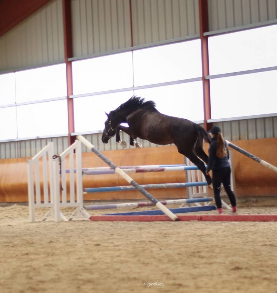 Castrone Sella Francese In vendita 2023 Nero ,  BALOU DU ROUET