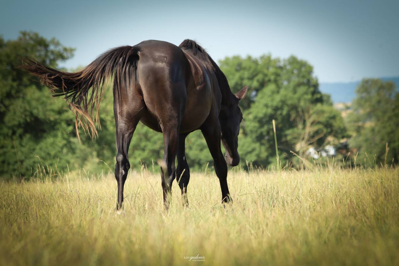 Castrone Sella Francese In vendita 2023 Nero ,  BALOU DU ROUET
