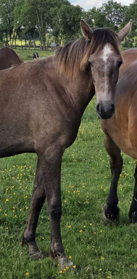 Puledra Purosangue Arabo In vendita 2025 Grigio ,  A F MANJAROH 