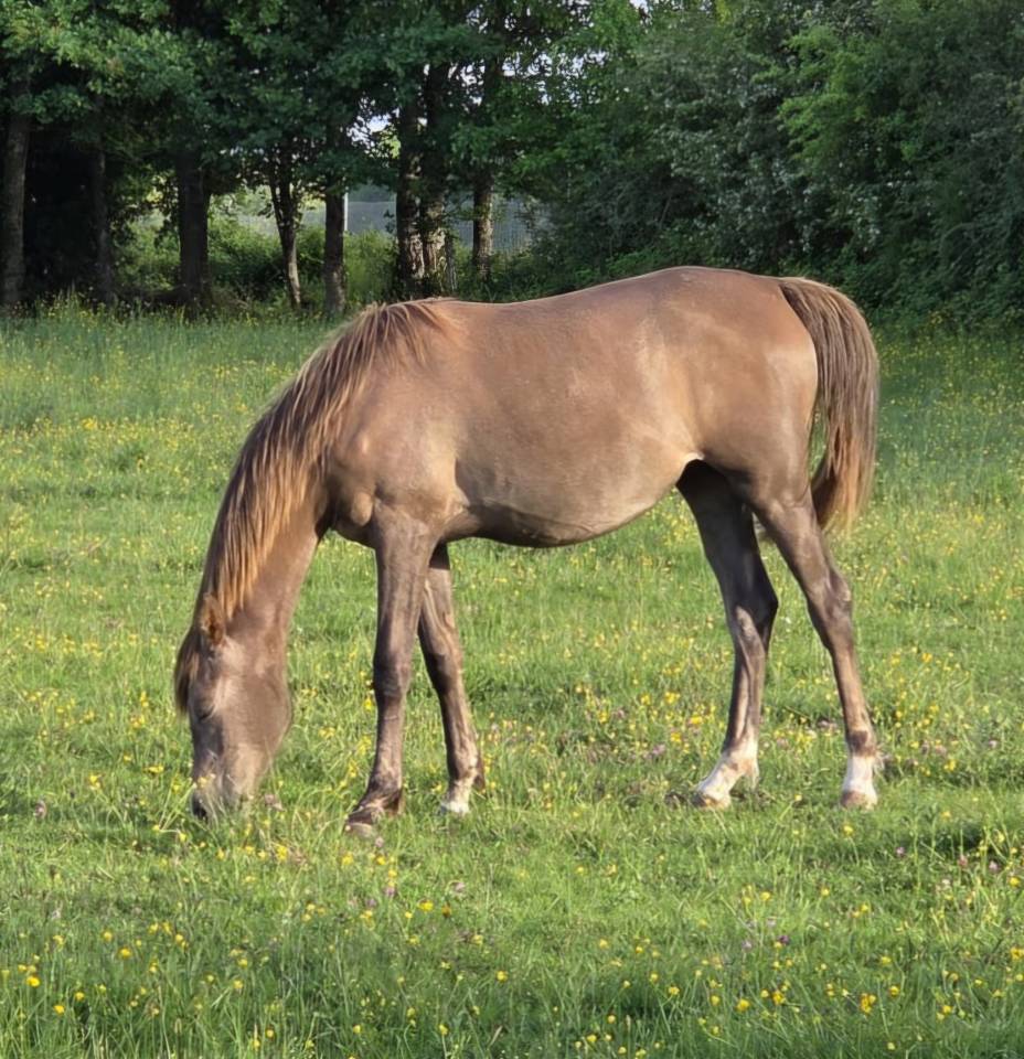 Puledra Purosangue Arabo In vendita 2025 Grigio ,  A F MANJAROH 