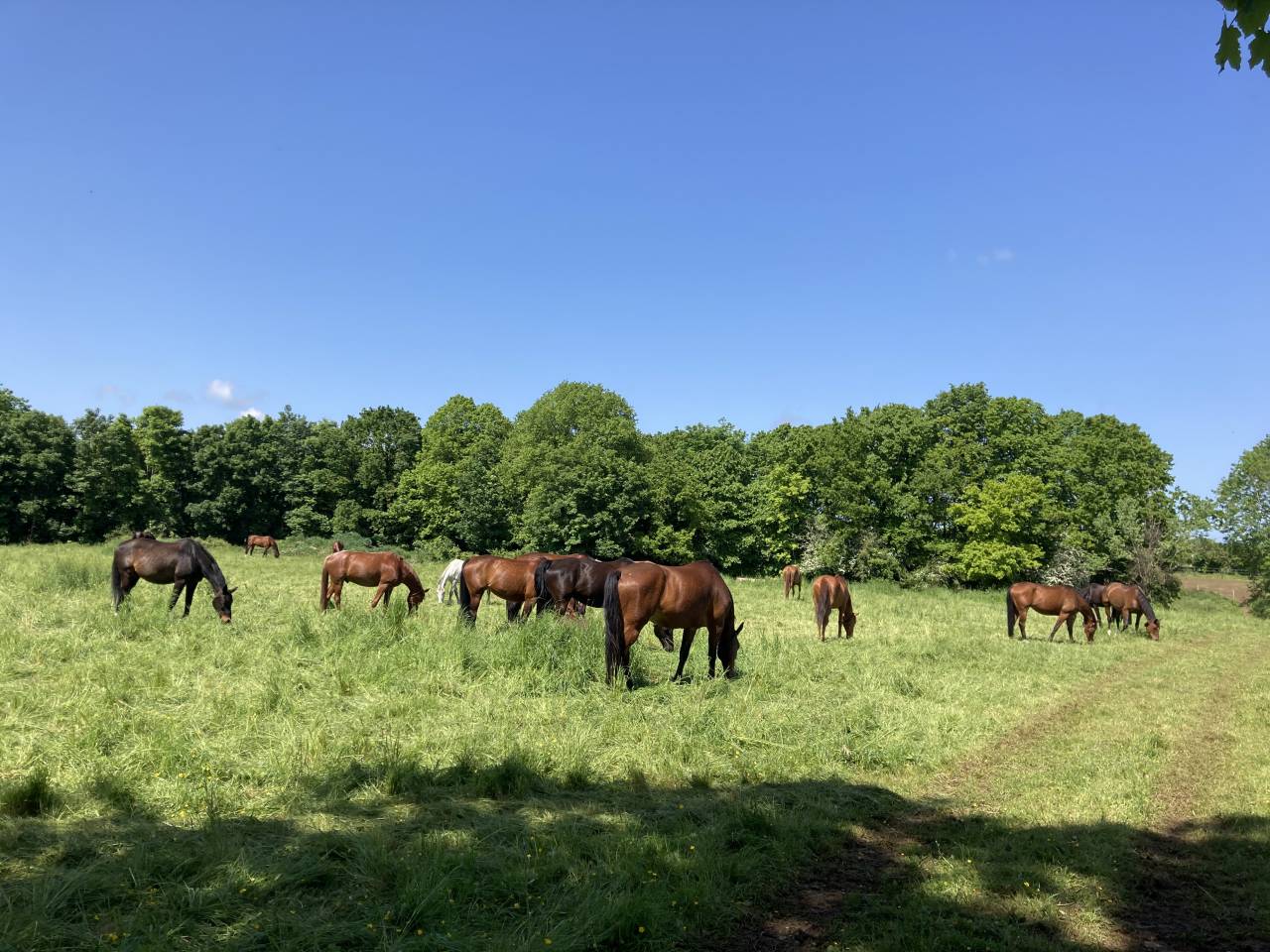 Istruttore di equitazione - Altro contratto Altro - Calvados Francia