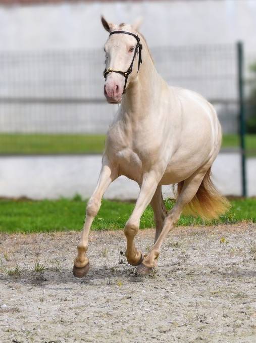 Cavalla Lusitano In vendita 2023 Perla ,  Xavante SS