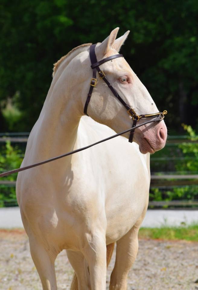 Cavalla Lusitano In vendita 2023 Perla ,  Xavante SS