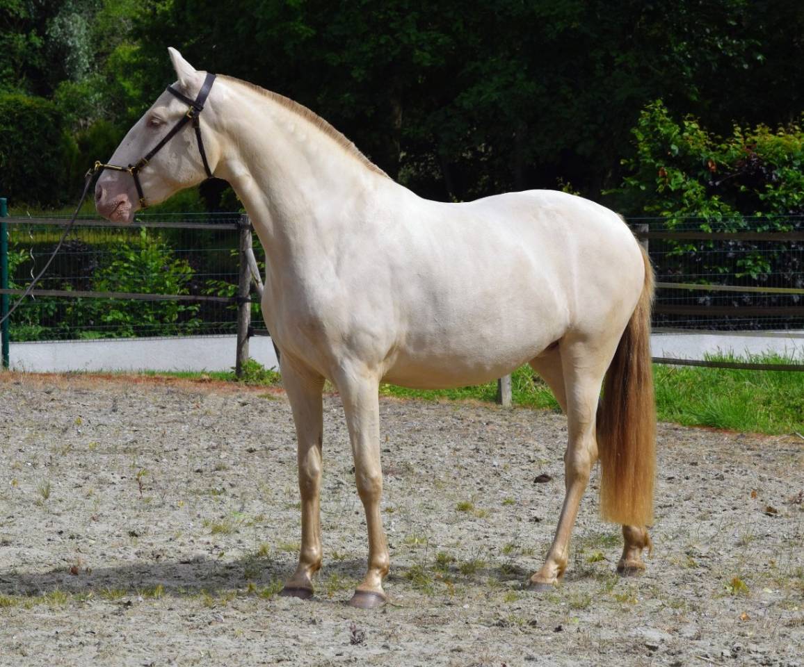 Cavalla Lusitano In vendita 2023 Perla ,  Xavante SS