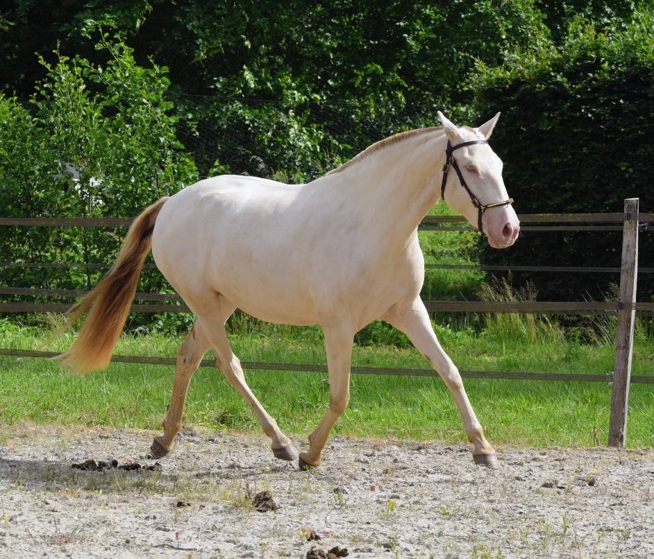 Cavalla Lusitano In vendita 2023 Perla ,  Xavante SS